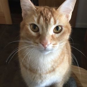 Meet your Posher, Darnell